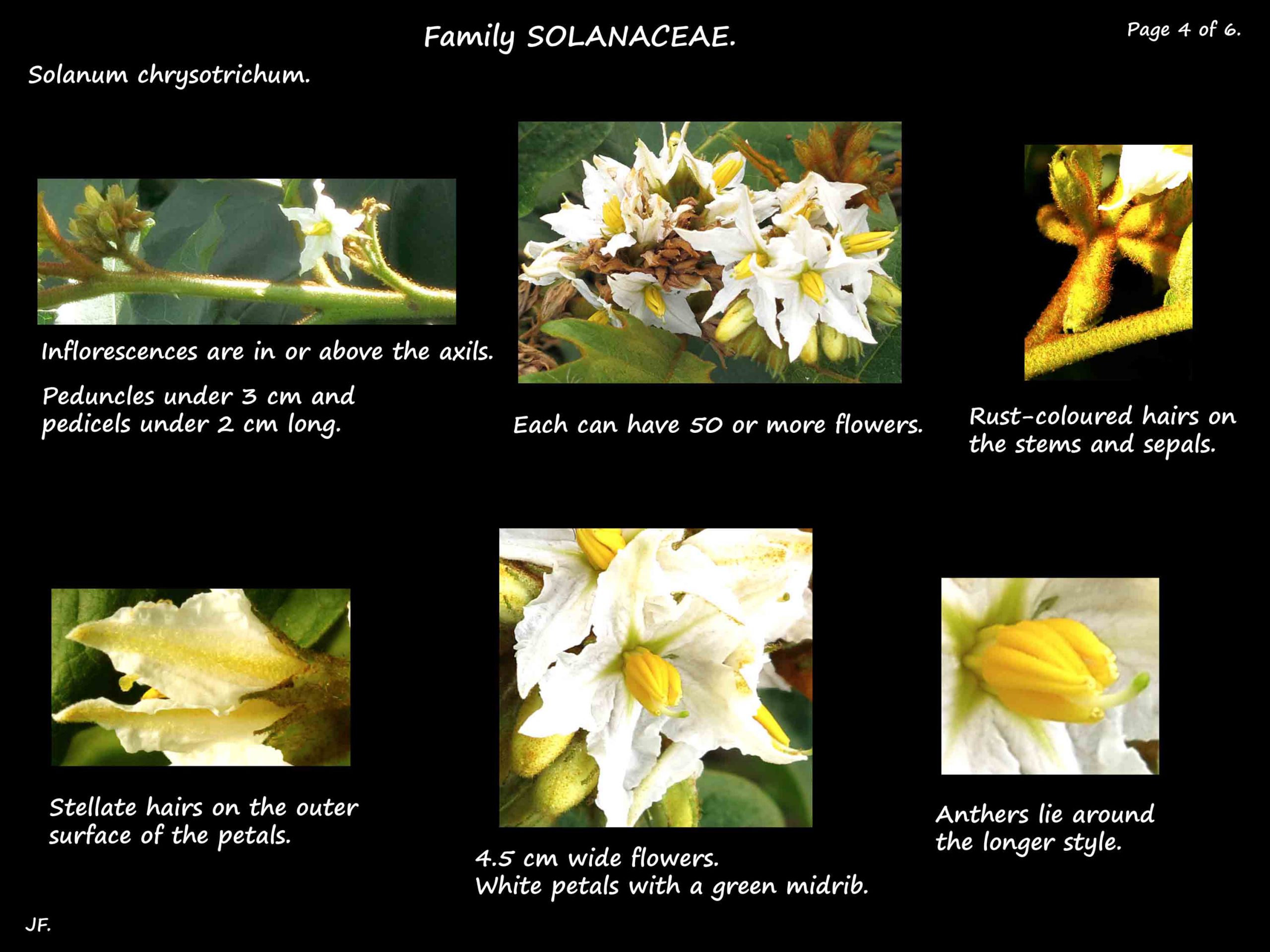 4 Flowers of Solanum chrysotrichum